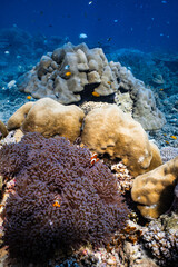 Pair of clownfish swimming near purple sea anemone on tropical coral reef. © PIPE DIVE UNDERWATER