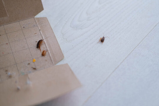 A dead cockroach next to an open glue trap.