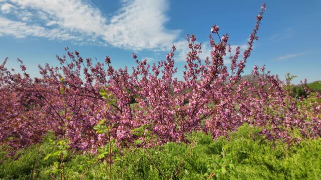 Beautiful Pink Cherry Blossom Trees And Green Bushes Under Blue Sky