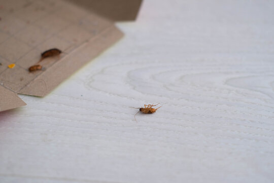 A dead cockroach next to an open glue trap.