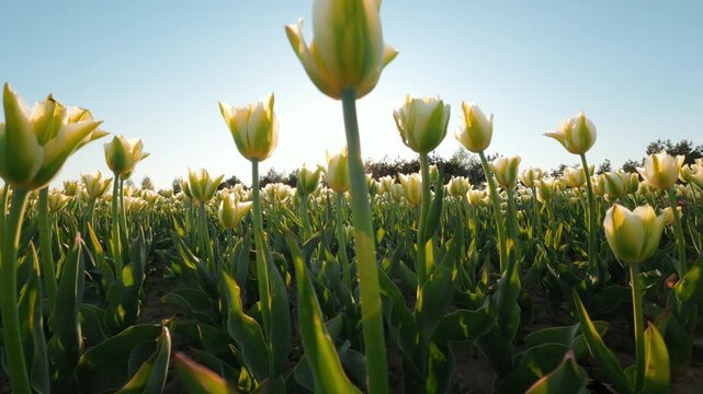 Cream And Green Striped Tulips In Spring Field Under Bright Sun