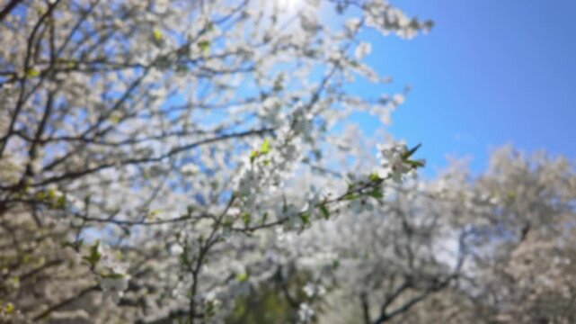 Blurry White Spring Blossoms Background Under Blue Sky