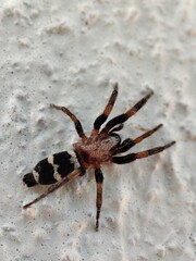    Pequeña araña del área mediterránea. Arácnidos ibéricos. Poecilochroa albomaculata. © mentafresca