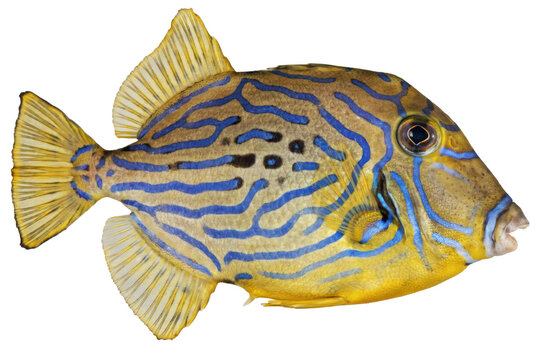 Side view of a striped orange and blue trunkfish with yellow fins isolated on a transparent background