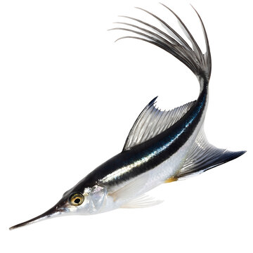 Exotic silver fish with long flowing fins isolated on white background