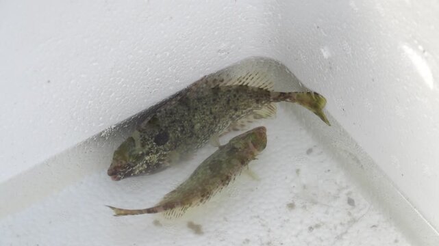 Multi-needle stickleback caught in the South China Sea. Hong Kong
