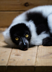 A baby lemur is lying on a wooden board, its black face and yellow eyes sticking out its tongue while staring at the camera © Yf