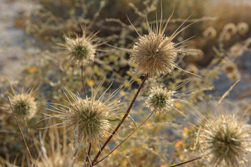 Fototapeta premium Closeup of a thicket of Globe Thistle (Echinops spinosissimus), which feature prominent, sharp long spines jutting out from spherical flower heads.