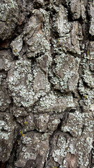 Obraz premium Detailed close up of a rugged tree bark with patches of lichen. The concept highlights nature, texture, and organic backgrounds for design and educational purposes.