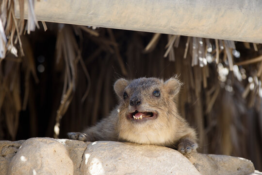 Closeup of a rock hyrax (procavia capensis), also called dassies or conies, with open mouth and exposed teeth. Hyraxes are small, thickset, herbivorous mammals often found in Israel's Judean Desert.