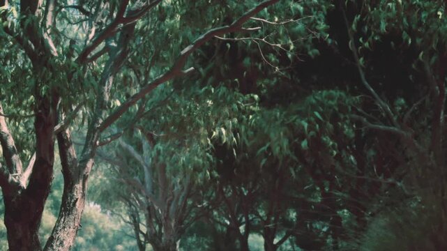 Golden sunlight filters through the verdant canopy of trees, creating a serene atmosphere. Gentle rustling of leaves adds peace to the tranquil setting, inviting exploration and reflection.
