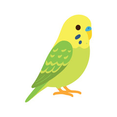 Fototapeta premium Cute Budgie Bird Illustration