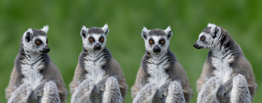 Four ring tailed lemurs sitting on blurred green background