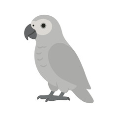 Fototapeta premium African Grey Parrot Illustration