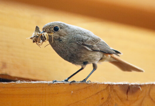 Black Redstart or Phoenicurus ochruros, perched on a twig