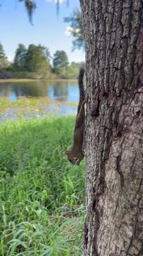 River view with squirrel on tree