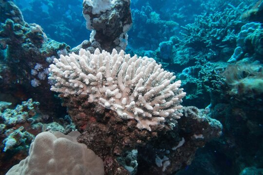 Coral bleaching of Acropora hard corals  - process when corals become white. Global warming impact.