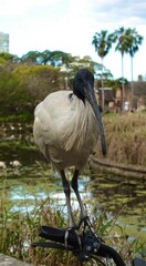 Fototapeta premium great Ibis