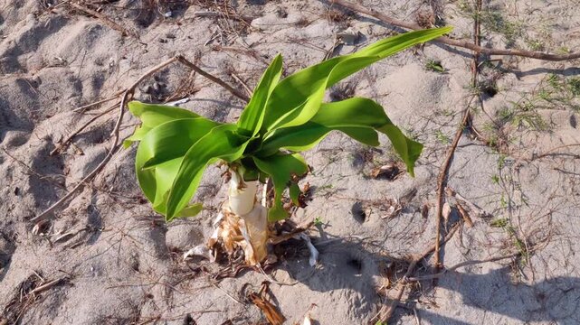 Cocos nucifera or Phoenix dactylifera mostly. A powerful palm tree sprout has sprouted on a sandy beach in the South China Sea