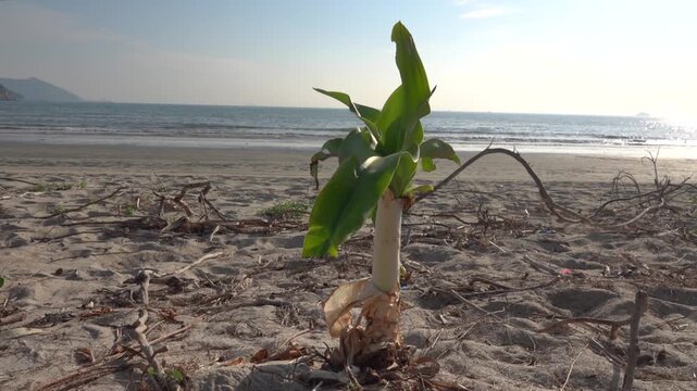 Cocos nucifera or Phoenix dactylifera mostly. A powerful palm tree sprout has sprouted on a sandy beach in the South China Sea