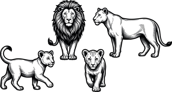 Vintage Lion Family Silhouette Vector Set with Majestic Male Lion, Lioness, and Cute Cubs in Detailed Hand Drawn Engraving Style