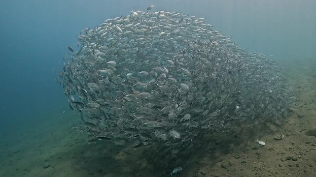 Bigeye trevally (Caranx sexfasciatus) forming a dramatic schooling tornado in open water near Tulamben, Bali. 4K UHD slow-motion underwater footage