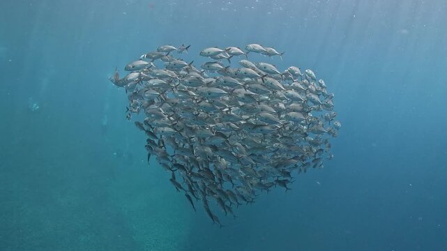 Bigeye trevally (Caranx sexfasciatus) forming a dramatic schooling tornado in open water near Tulamben, Bali. 4K UHD slow-motion underwater footage