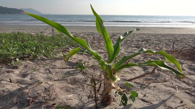 Cocos nucifera or Phoenix dactylifera mostly. A powerful palm tree sprout has sprouted on a sandy beach in the South China Sea