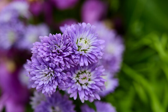 Beautiful cluster of purple aster flowers blooming