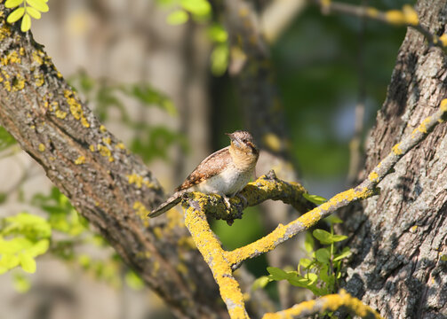 Eurasian Wryneck (Jynx torquilla) perched on a lichen-covered branch with its neck turned back.