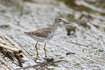 Wood Sandpiper (Tringa glareola) standing in shallow water among decaying vegetation. © VOLODYMYR KUCHERENKO
