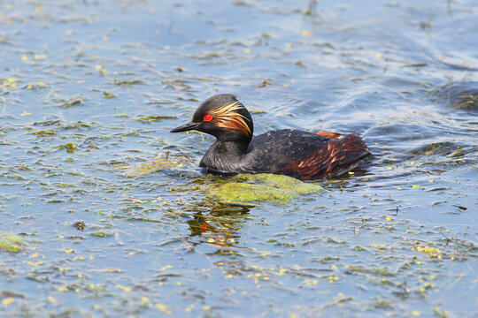 Black-necked Grebe (Podiceps nigricollis) swimming through algae-covered water in breeding plumage.