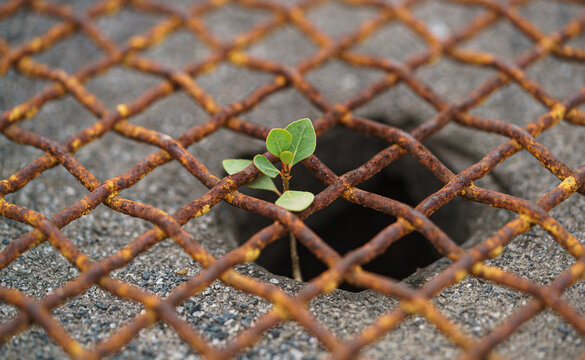 A resilient small green seedling sprouting through a heavily rusted metal mesh over a dark hole in a concrete surface. 