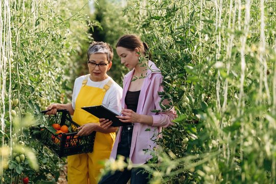 Two women in a greenhouse, one wearing yellow overalls holding a basket of tomatoes while the other checks notes on a clipboard among green tomato plants