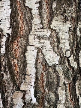 Birch Bark Texture Close Up, Natural Tree Bark Background