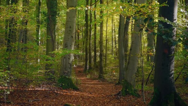 Moving forward on a scenic forest path in autumn with a gentle glow of the sunlight and dry leaves falling in the wind in slow motion