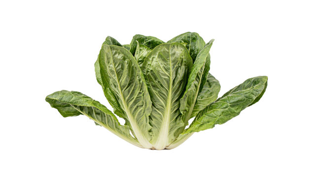 Fresh whole head of green romaine lettuce with crisp elongated leaves isolated on a transparent background