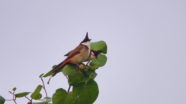 red-whiskered bulbuls (Pycnonotus jocosus) flock feeding in Hong Kong