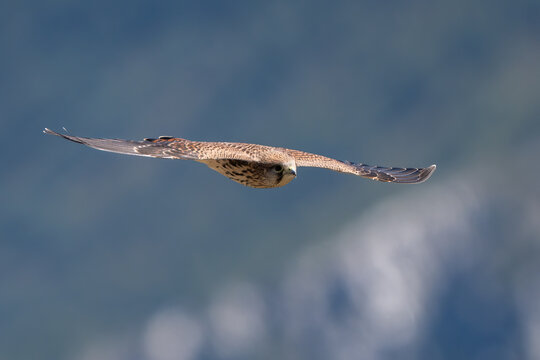 Male common kestrel (Falco tinnunculus) in frontal flight, Alps Mountains Italy.