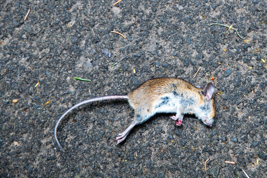 Dead mouse on the asphalt. Apodemus sylvaticus wood mouse