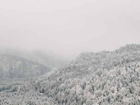 Snowy pine trees on hills in foggy winter forest. Overcast misty weather, white mountains landscape background with copy space. Perfect for travel blog, seasonal design or winter banner
