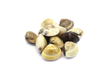 Closed up fresh baby clams. venus shell. shellfish. carpet clams. Food from nature. as raw food from the sea are the seafood ingredients. fresh clams isolated on white background © Pisan