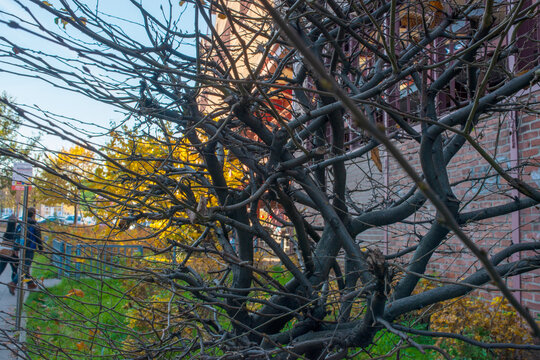 Autumn Tree Branches with Golden Leaves in Outdoor Nature
