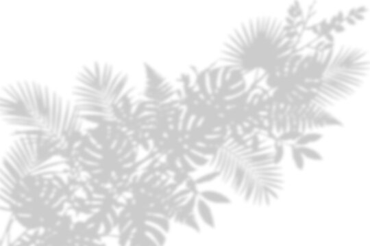 Leaf shadow overlay from bottom left corner, isolated on transparent background
