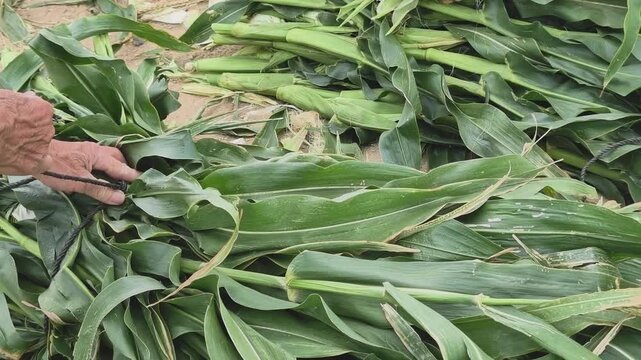 Close-up of weathered elderly farmer hands using foot and hands to tie and secure a bundle of harvested corn stalks in central Vietnam