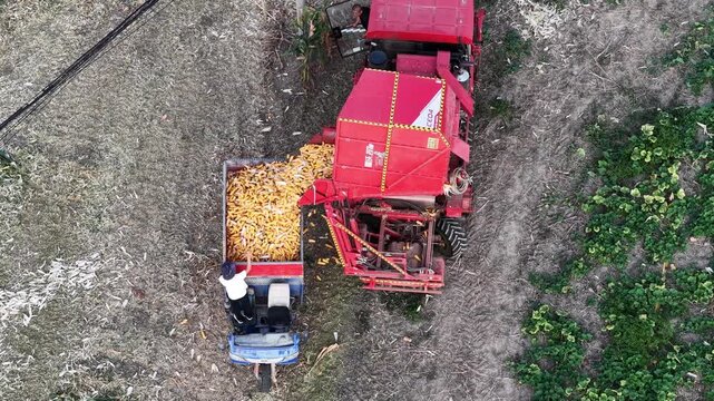 Combine harvester unloading harvested corn grains into transport vehicle in field
