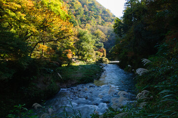 山中温泉・鶴仙渓と紅葉 © kazuyami77