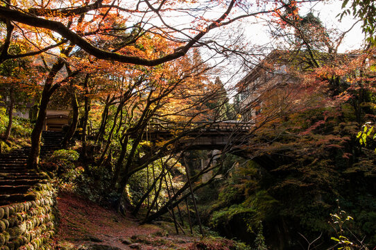 加賀市山中温泉・こおろぎ橋の紅葉