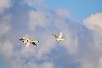 青空を飛ぶ白鳥の群れ © kazuyami77