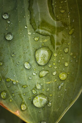 Raindrops on a green plant leaf, the concept of freshness and naturalness  © ketrin